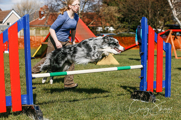 357_SpringersDogClub_FunDay_March2016_craigshaw