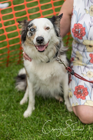 1560_HebdenHappyHounds2016_bluplanetphoto