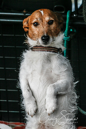 1213_SpringersDogClub_FunDay_March2016_craigshaw