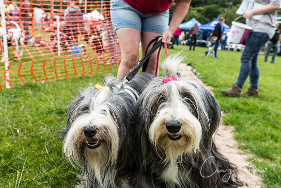 694_WJsDogShow2016_bluplanetphoto