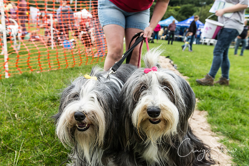 694_WJsDogShow2016_bluplanetphoto
