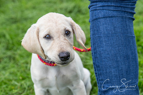 721_ShibdenDogDayRSPCAHx_bluplanetphoto