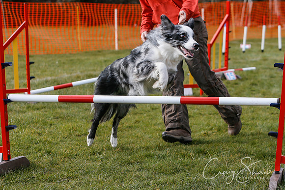 815_SpringersDogClub_FunDay_March2016_craigshaw