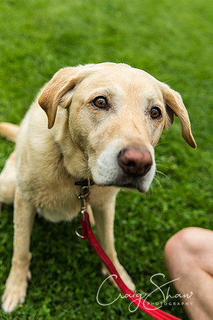 1423_HebdenHappyHounds2016_bluplanetphoto