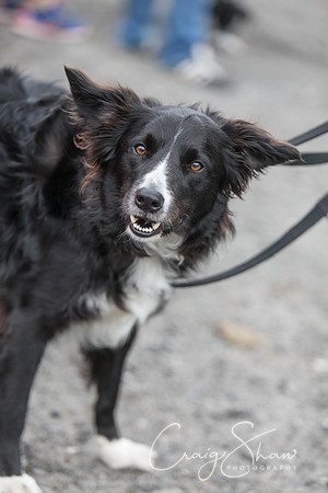 1719_WJsDogShow2016_bluplanetphoto