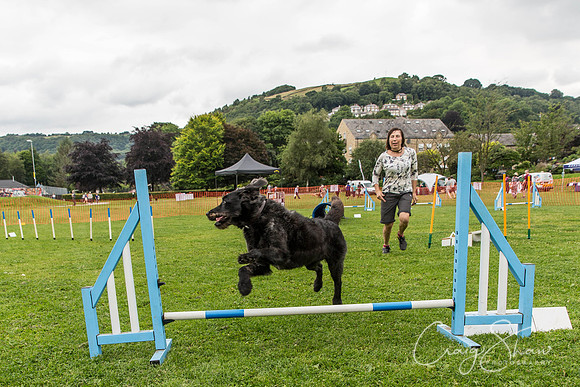 1383_HebdenHappyHounds2016_bluplanetphoto