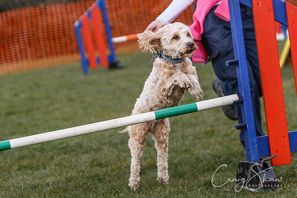 586_SpringersDogClub_FunDay_March2016_craigshaw