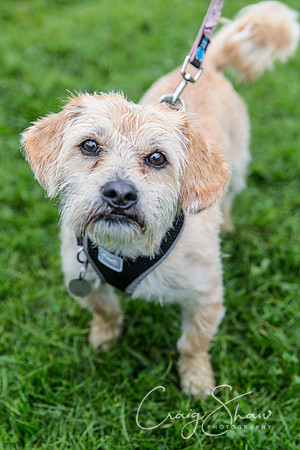 1174_ShibdenDogDayRSPCAHx_bluplanetphoto