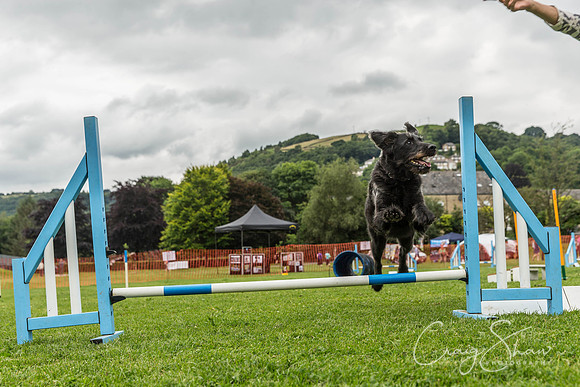 1388_HebdenHappyHounds2016_bluplanetphoto
