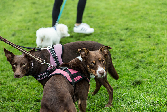 351_ShibdenDogDayRSPCAHx_bluplanetphoto