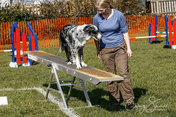 347_SpringersDogClub_FunDay_March2016_craigshaw