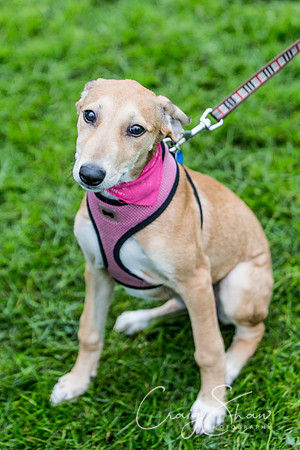 1583_ShibdenDogDayRSPCAHx_bluplanetphoto