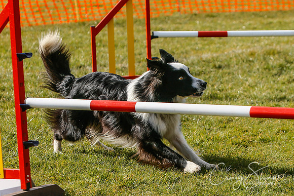 799_SpringersDogClub_FunDay_March2016_craigshaw