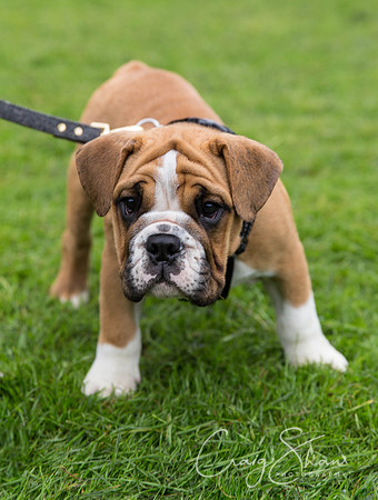 765_ShibdenDogDayRSPCAHx_bluplanetphoto