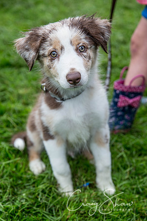 1013_ShibdenDogDayRSPCAHx_bluplanetphoto