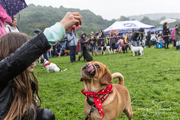 1200_ShibdenDogDayRSPCAHx_bluplanetphoto
