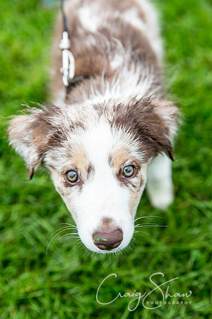 1007_ShibdenDogDayRSPCAHx_bluplanetphoto