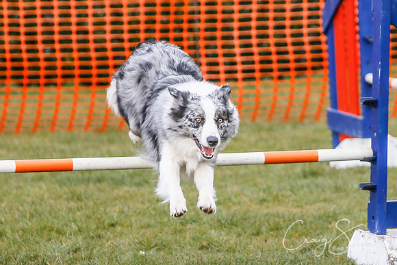 639_SpringersDogClub_FunDay_March2016_craigshaw-2