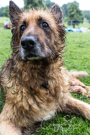 1114_ShibdenDogDayRSPCAHx_bluplanetphoto