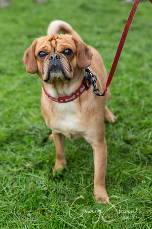 577_ShibdenDogDayRSPCAHx_bluplanetphoto