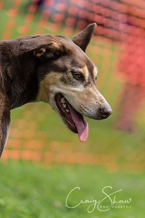 628_HebdenHappyHounds2016_bluplanetphoto