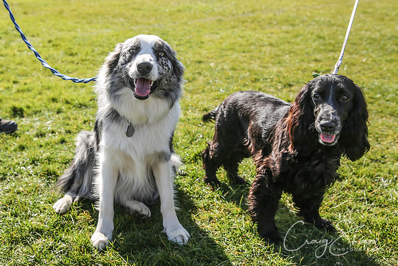196_SpringersDogClub_FunDay_March2016_craigshaw