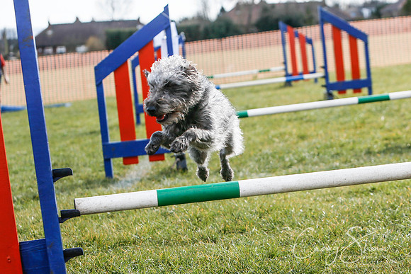 469_SpringersDogClub_FunDay_March2016_craigshaw