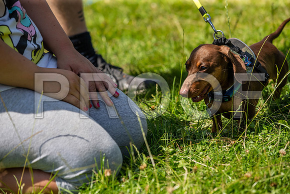2429__PAWSFundogShow_July2022_cshaw