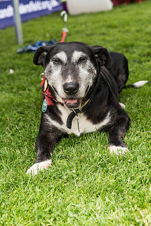 902_HebdenHappyHounds2016_bluplanetphoto