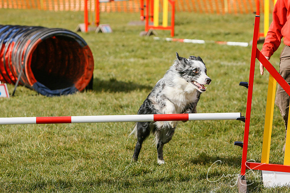 673_SpringersDogClub_FunDay_March2016_craigshaw