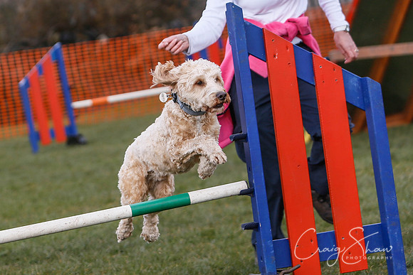 587_SpringersDogClub_FunDay_March2016_craigshaw