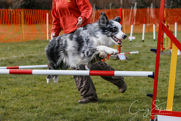 816_SpringersDogClub_FunDay_March2016_craigshaw