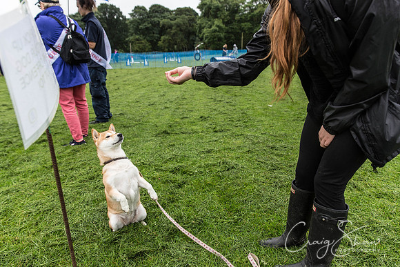 379_ShibdenDogDayRSPCAHx_bluplanetphoto
