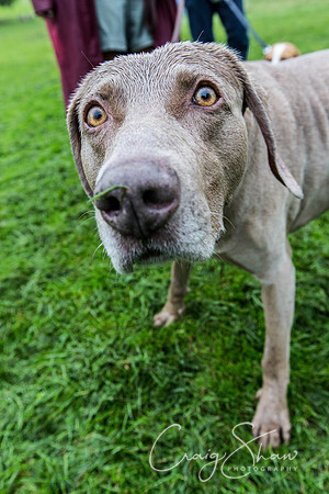 1324_ShibdenDogDayRSPCAHx_bluplanetphoto