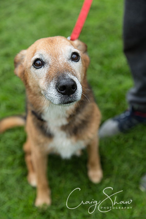 505_ShibdenDogDayRSPCAHx_bluplanetphoto