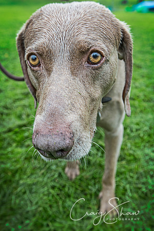 1350_ShibdenDogDayRSPCAHx_bluplanetphoto