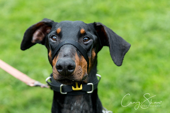 38_ShibdenDogDayRSPCAHx_bluplanetphoto