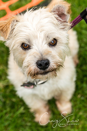1234_HebdenHappyHounds2016_bluplanetphoto