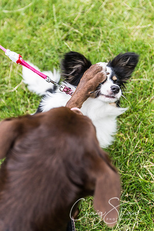628_WJsDogShow2016_bluplanetphoto
