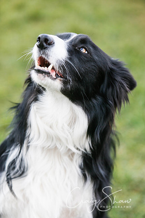 601_SpringersDogClub_FunDay_March2016_craigshaw