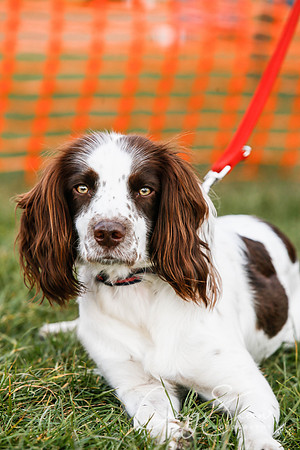 616_SpringersDogClub_FunDay_March2016_craigshaw