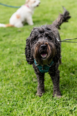 190_HebdenHappyHounds2016_bluplanetphoto