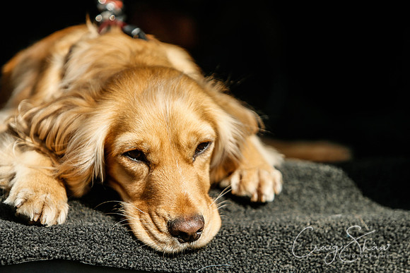 857_SpringersDogClub_FunDay_March2016_craigshaw