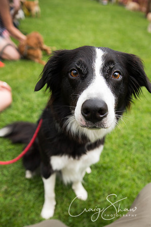 1216_HebdenHappyHounds2016_bluplanetphoto