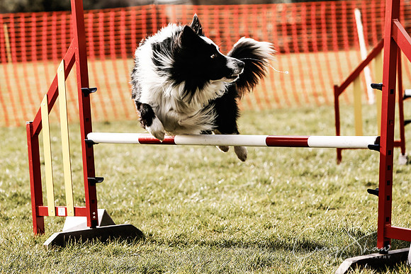 708_SpringersDogClub_FunDay_March2016_craigshaw-Edit