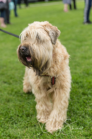 990_HebdenHappyHounds2016_bluplanetphoto