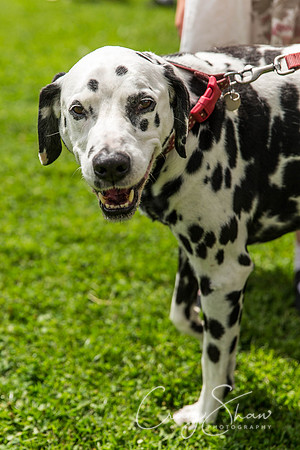 1158_HebdenHappyHounds2016_bluplanetphoto