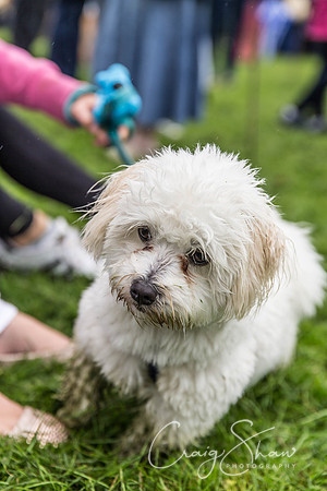 746_ShibdenDogDayRSPCAHx_bluplanetphoto