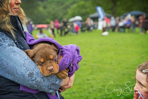 978_ShibdenDogDayRSPCAHx_bluplanetphoto