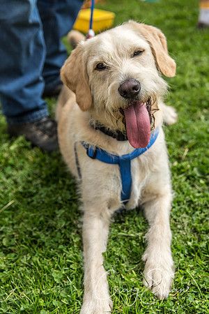 1144_HebdenHappyHounds2016_bluplanetphoto